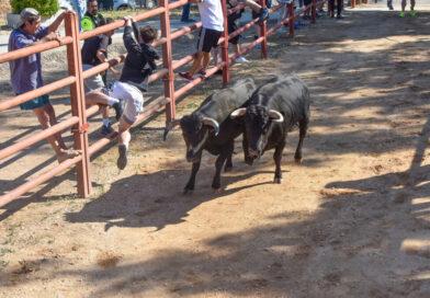 Nuevo encierro con motivo de las fiestas de Santo Toribio