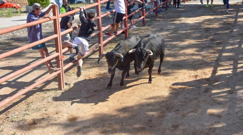 Nuevo encierro con motivo de las fiestas de Santo Toribio